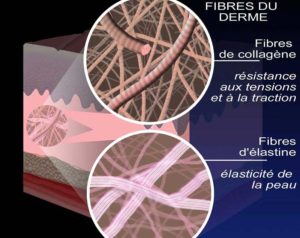 fibres-derme fibres-derme