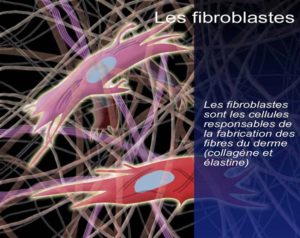 fibroblastes fibroblastes